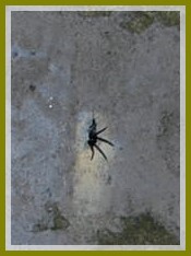 Millepiedi Julidae con Segestria